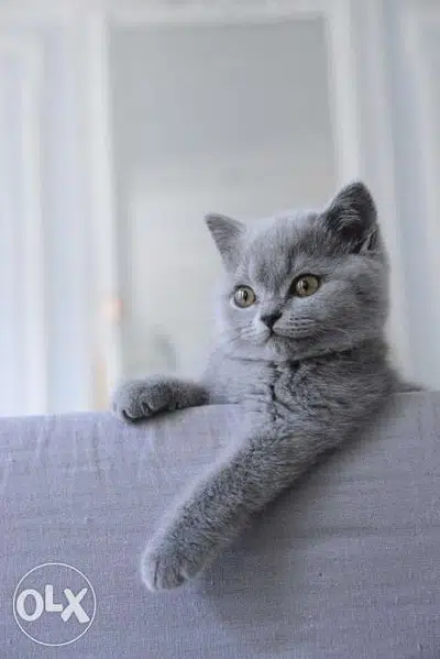 Kittens Grey British Shorthair/ available in store