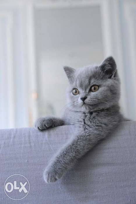 Kittens Grey British Shorthair/ available in store 0