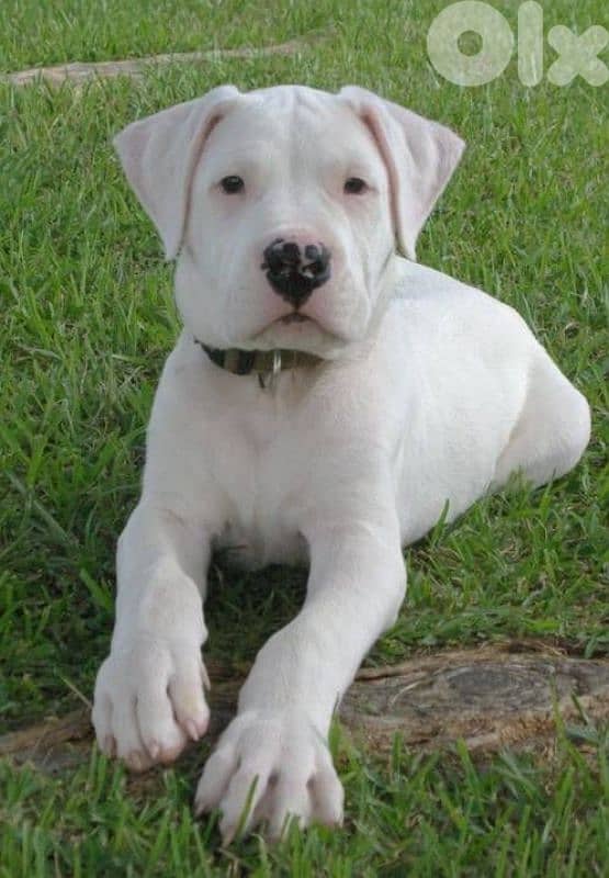 Exceptional Dogo Argentino in Store/ dog كلاب 0
