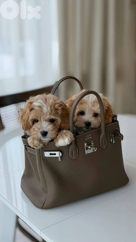 Beautifull Maltipoo Puppies/AvailableInStore/Delivery/Dog/HighQuality 0