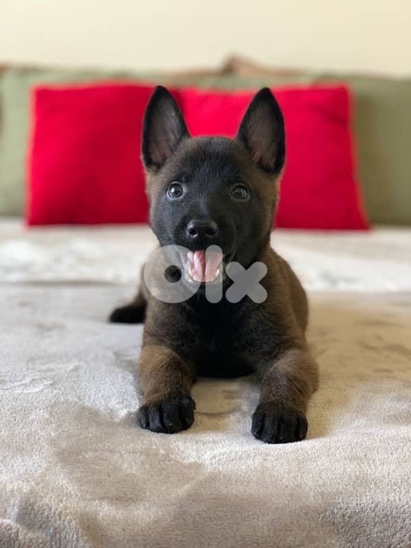 Intelligent Belgian Malinois puppy available in store & Delivery 0