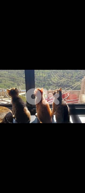 للتبني 1 male 2 female cats 0