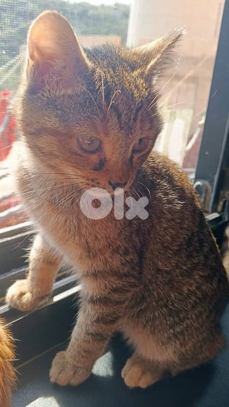 للتبني 1 male 2 female cats 1