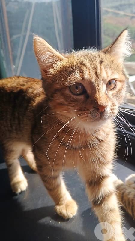 للتبني 1 male 2 female cats 2