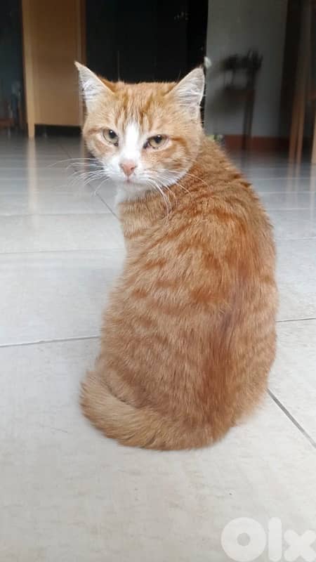 للتبني 1 male 2 female cats 3