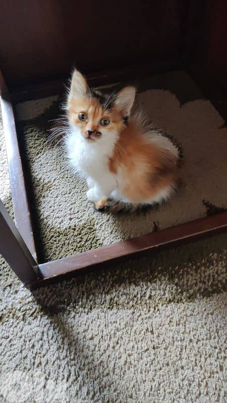 kitten for adoption 0