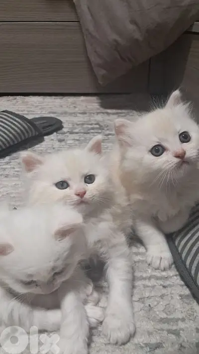 male& female  kitten long hair britishdad& mom himalayen