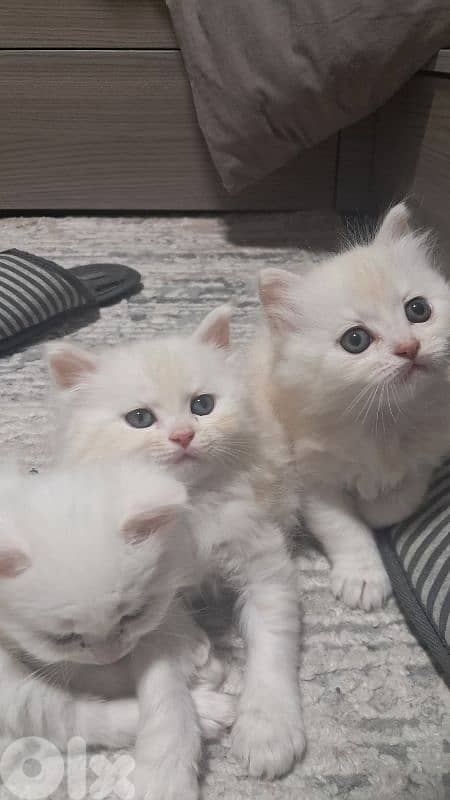 male& female  kitten long hair britishdad& mom himalayen 0