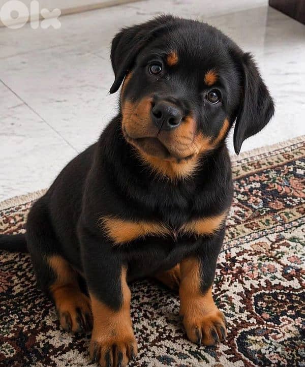 rottweiler 0