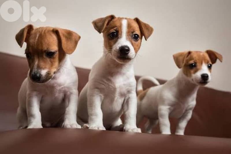 super jack russell puppies 0