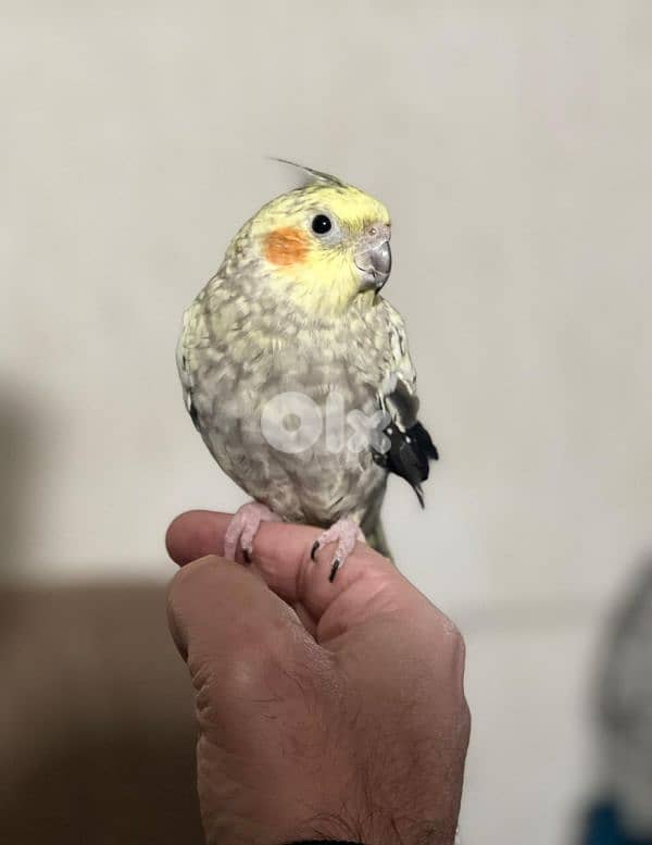 coackatiel with cage 0
