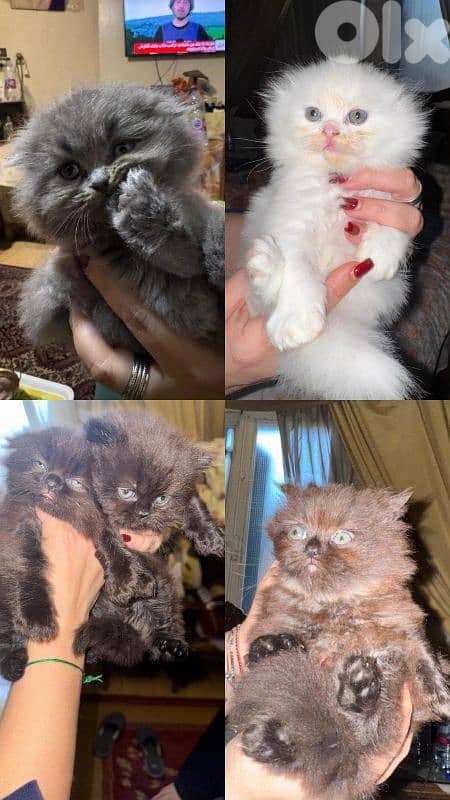 4 scottish kittens 100$ each ! 0