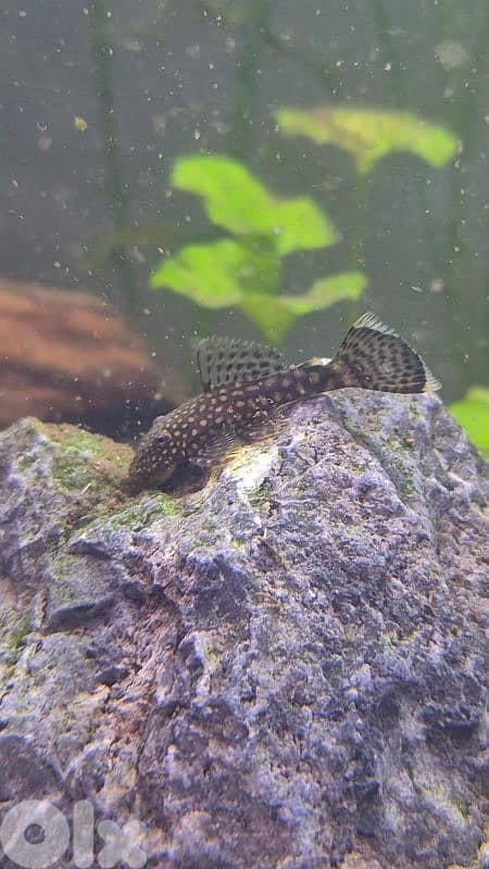 bristlenose pleco 0