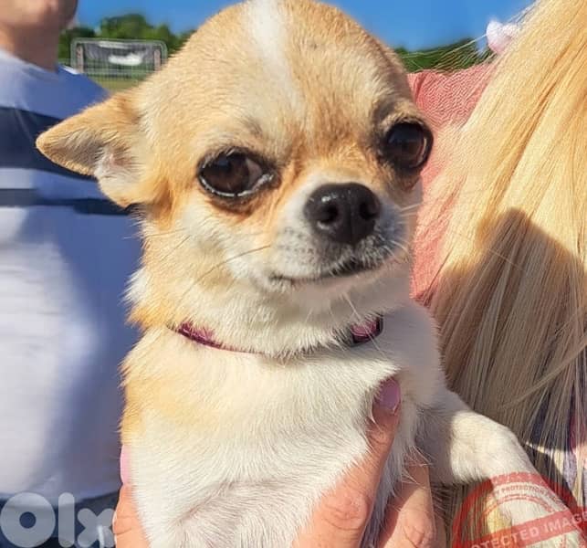 chihuahua Needed 0