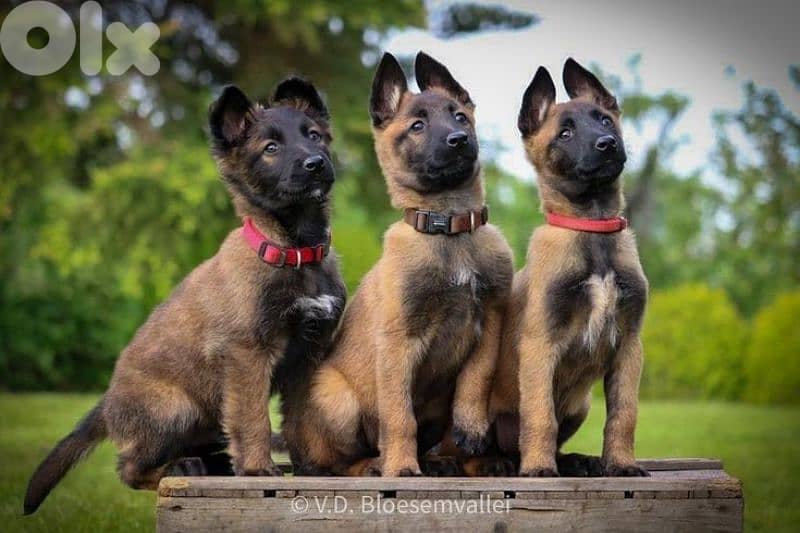 Athletic Belgian Malinois Puppies [dog كلاب] 0
