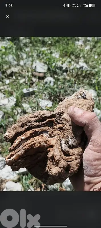 Layered Banded Calcite