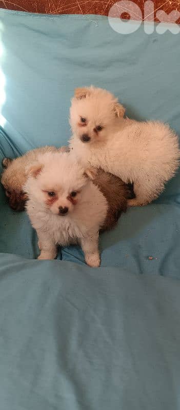 pomeranian spitz 0