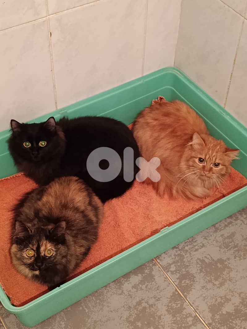 Sandy, Stella and Bagheera 0