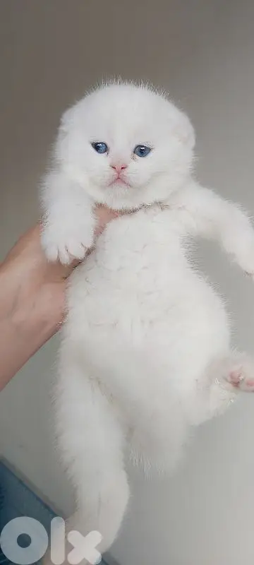 white scottish fold