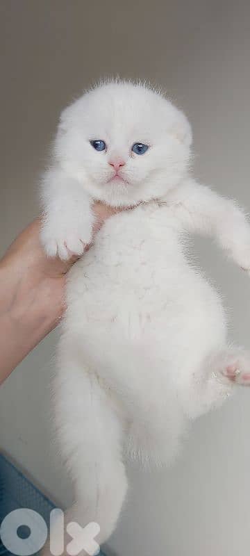 white scottish fold 0