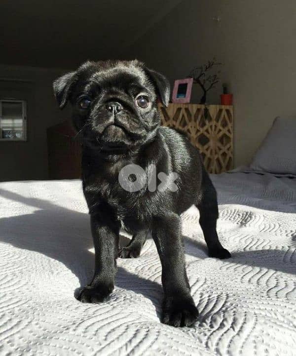 Beautifull Black Pug Puppy/Dog / Order Yours Today !! 0