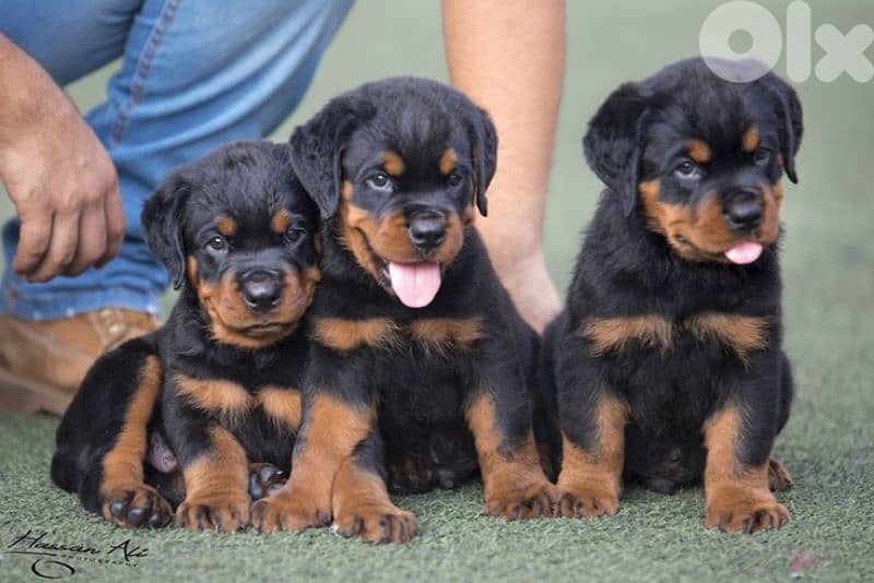 Strong Loyal Rottweiller Puppies Available / Delivery/ In Store 0