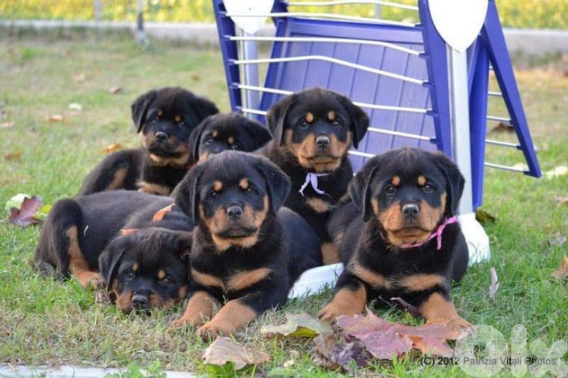Rottweiller Puppies Availble / in store/ Dog / Delivery 0