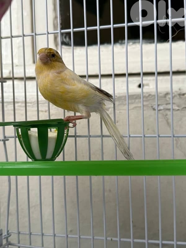 canary 0