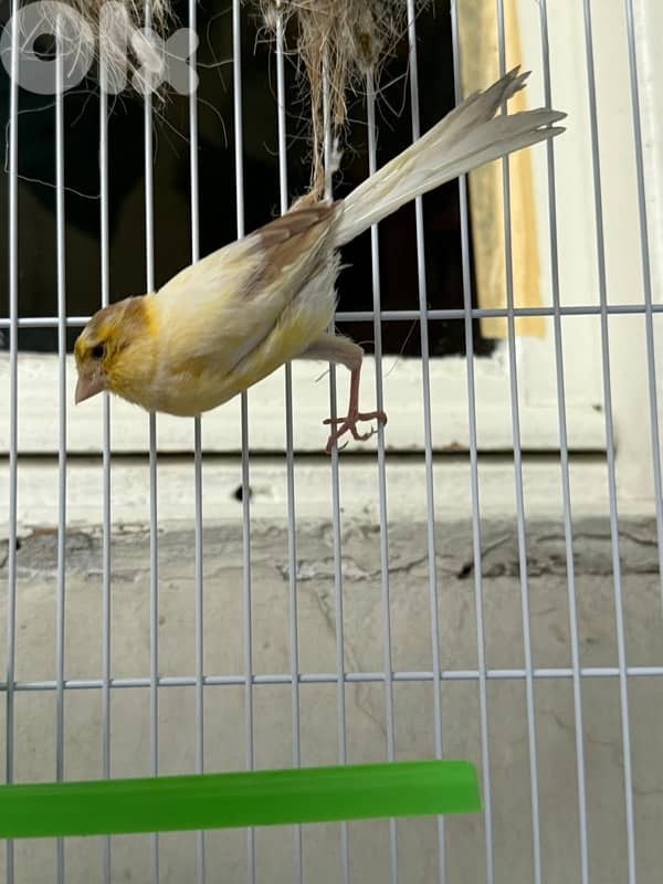 canary 1