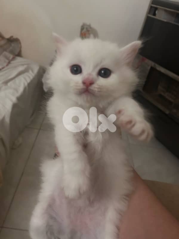 small white male kitten british long-hair kitten 0
