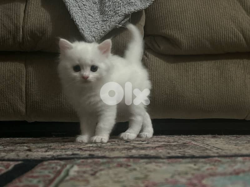 small white male kitten british long-hair kitten 2