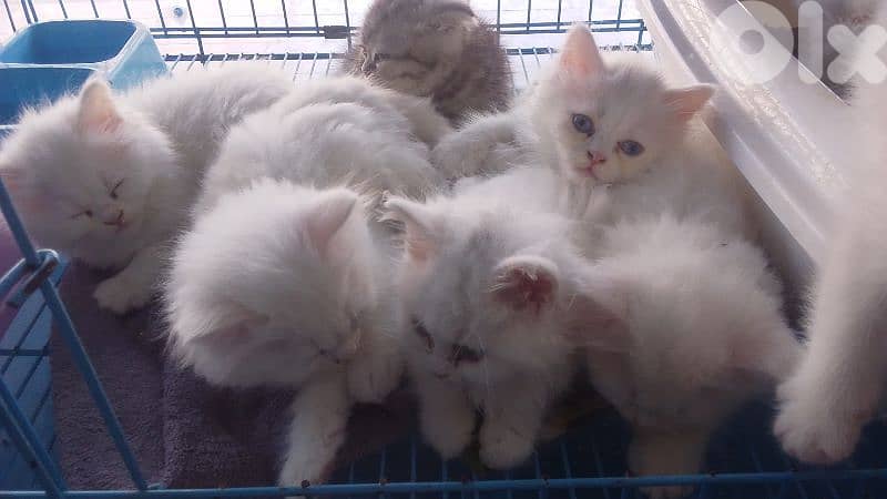 Persian snow white kittens 0