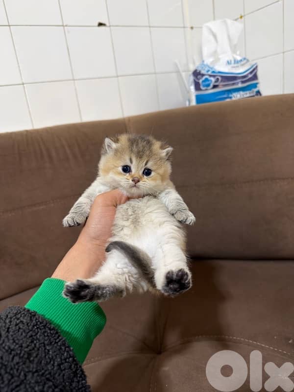 Golden chinchilla 0