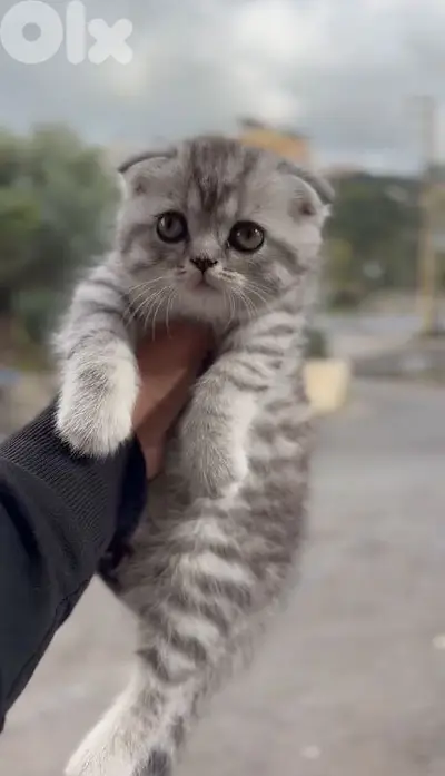 High quality sottish fold silver tabby