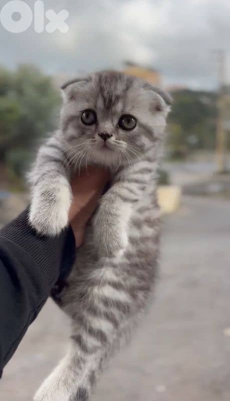 High quality sottish fold silver tabby 0