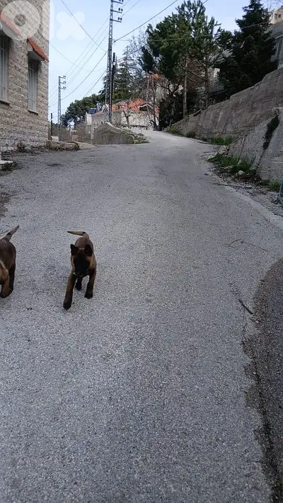 Belgian Malinois Puppies for Sale – Fully Vaccinated Urgent Sale