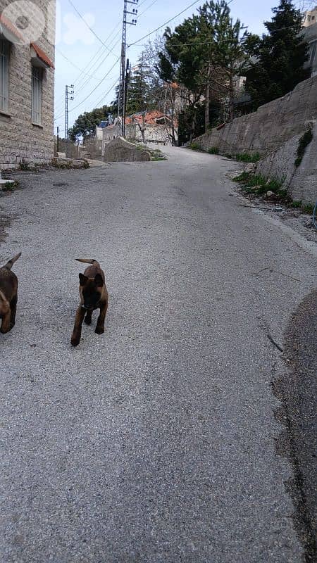 Belgian Malinois Puppies for Sale – Fully Vaccinated Urgent Sale 0