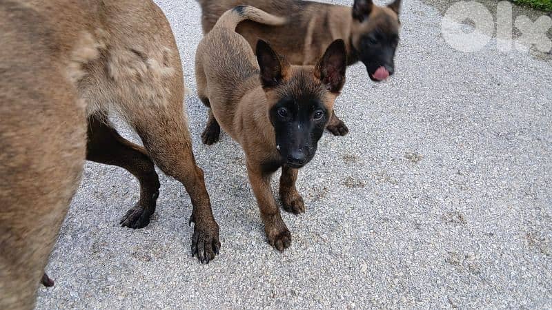 Belgian Malinois Puppies for Sale – Fully Vaccinated Urgent Sale 1