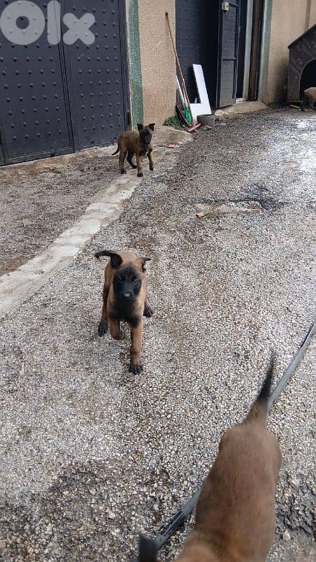 Belgian Malinois Puppies for Sale – Fully Vaccinated Urgent Sale 2