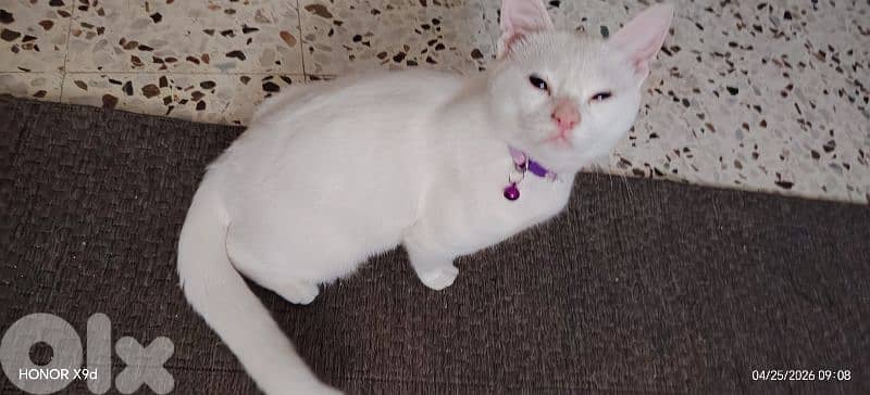 Turkish / Angora 250$ 0