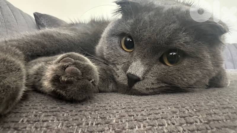 Scottish fold for sale with all his stuff (litter box, litter, food…) 0