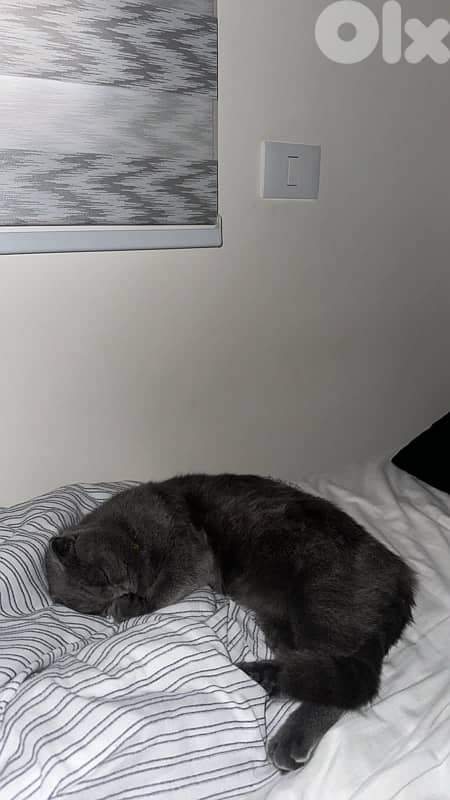 Scottish fold for sale with all his stuff (litter box, litter, food…) 1