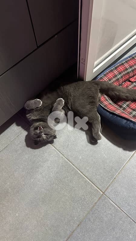 Scottish fold for sale with all his stuff (litter box, litter, food…) 3