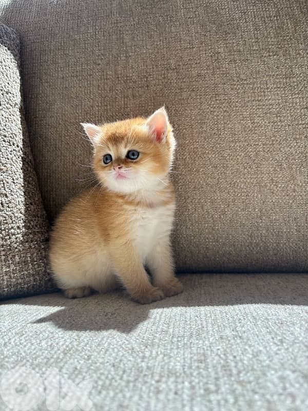 kitten golden chinchilla male 2