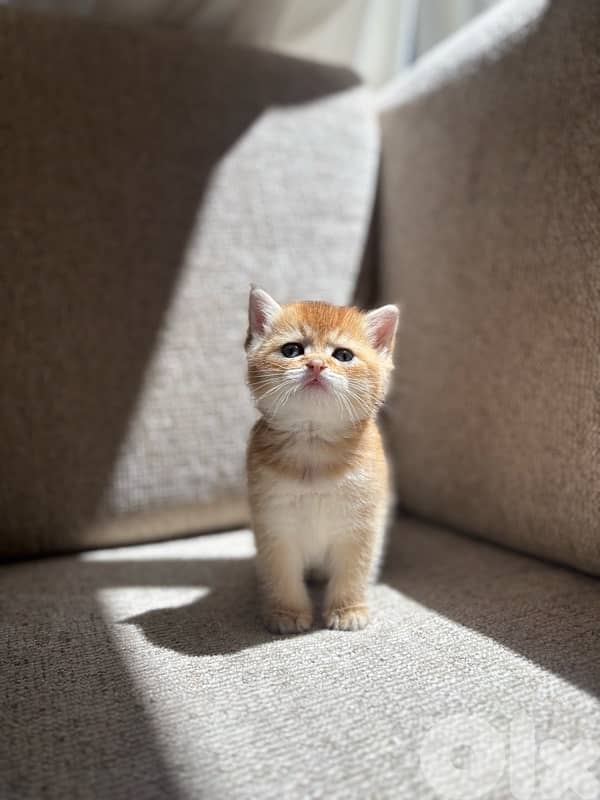 kitten golden chinchilla male 0
