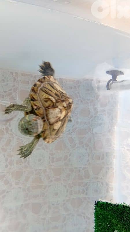 Turtle for sale 0