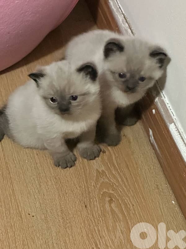 kitten for sale 0