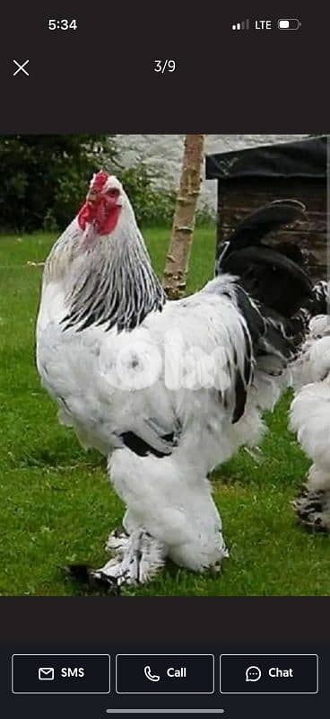 3 dyouk brahma light . big size. 11 month 0