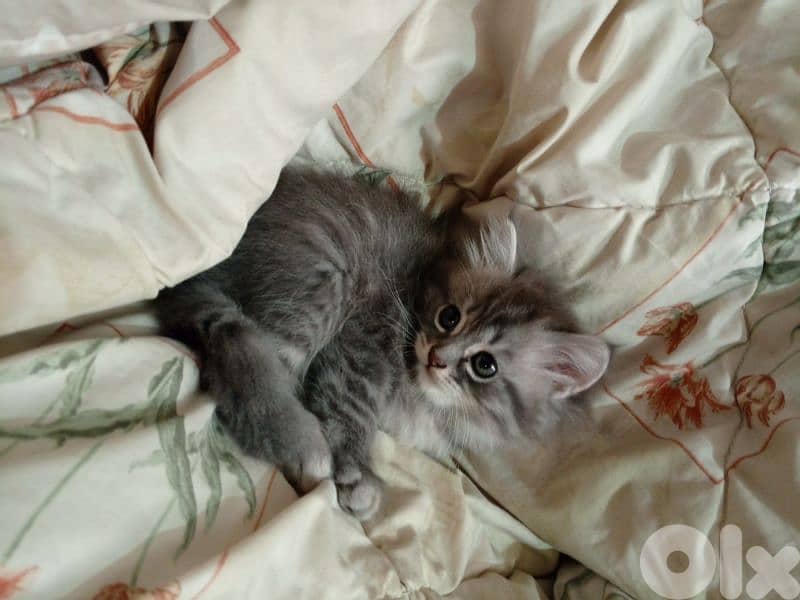 lovely kitten for sale 0