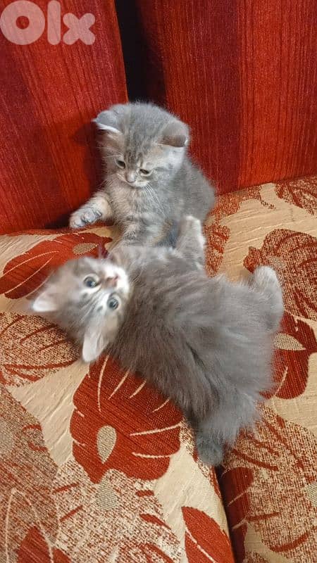 lovely kitten for sale 1
